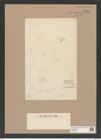 Coscinodiscus nobilis Grun. (de-Toni-Nr.: Genus 202, Species 5028) Zeichnungen Sammlung Grunow Nr. 8749 (NHMW-BOT-W0378336)
